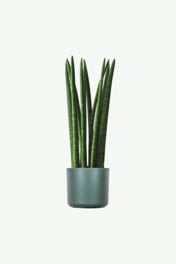 Verticalidad Verde: Sansevieria Cylindrica en Maceta Contemporánea