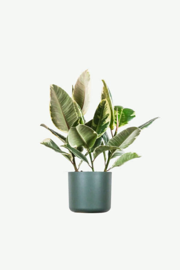 Armonía en Hojas: Calathea en Maceta Urbana